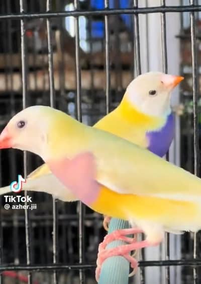 Yellow Gouldian pair