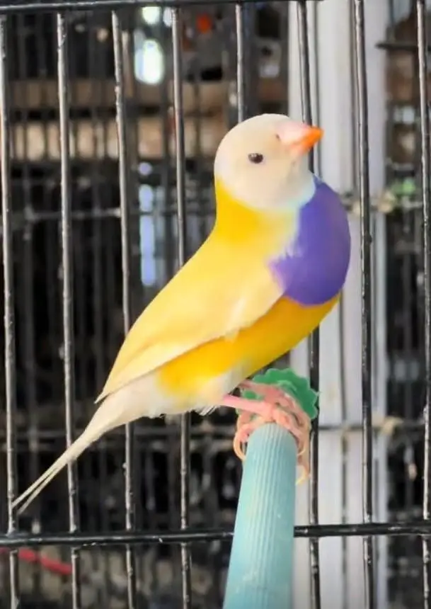 Yellow Gouldian pair — photo 2