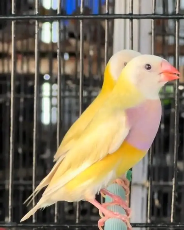 Yellow Gouldian pair — photo 3