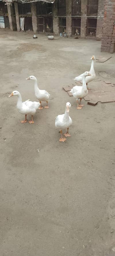 Long hight Ducks