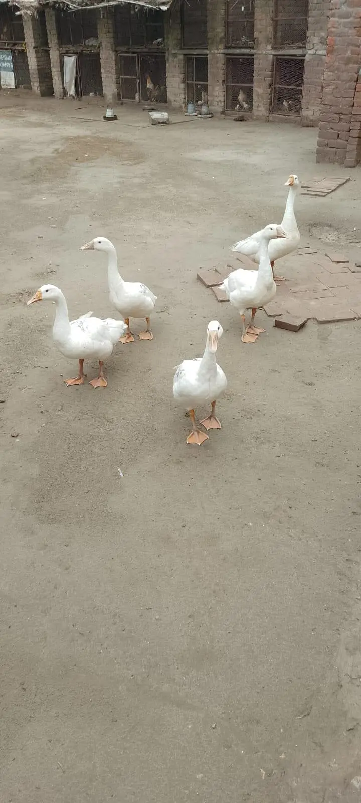 Long hight Ducks