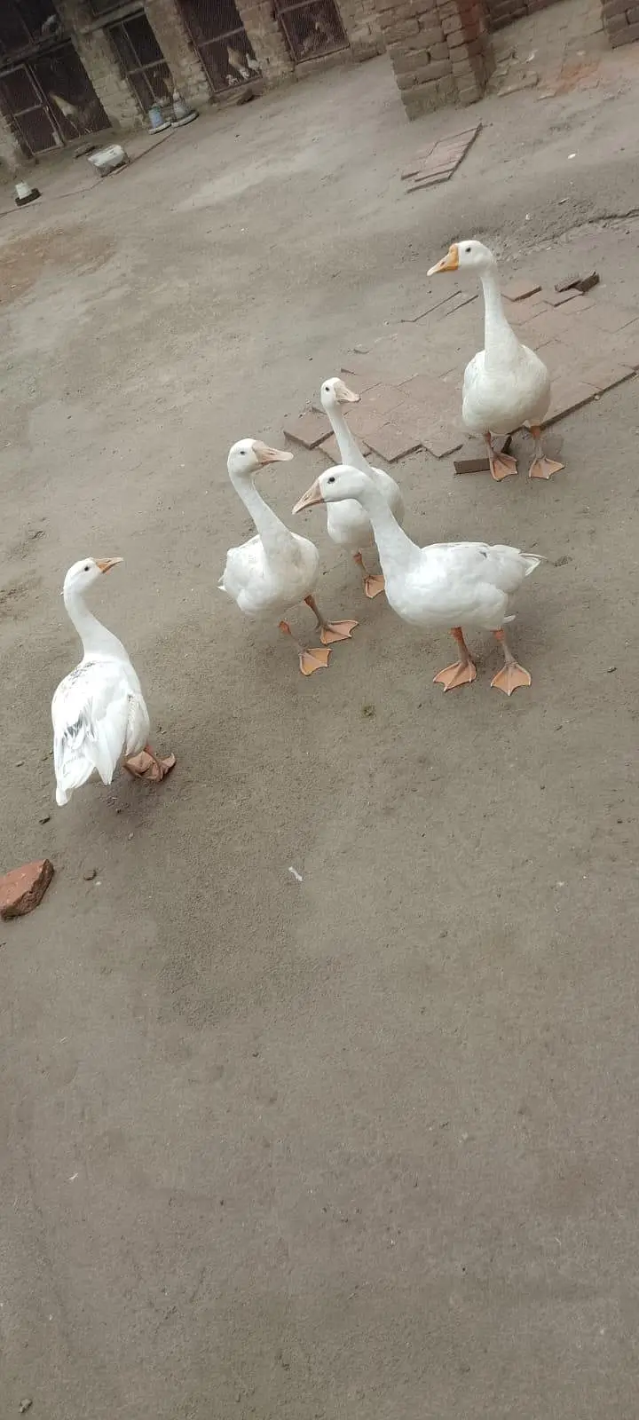 Long hight Ducks — photo 2
