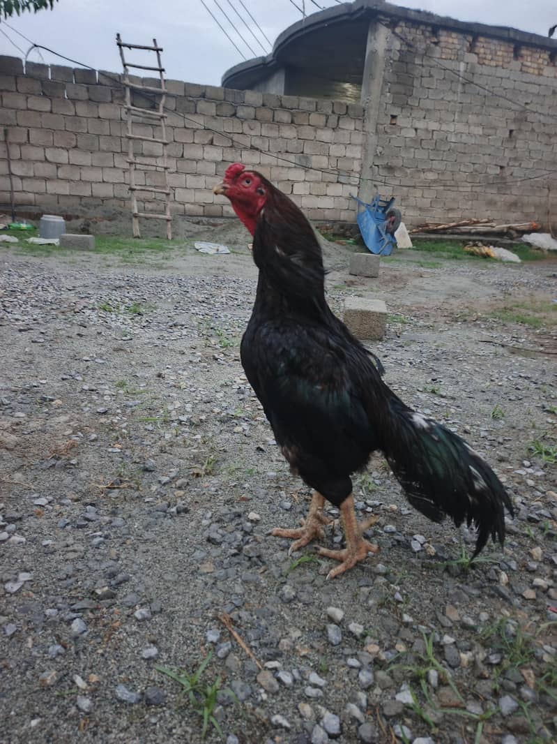 پیور اسیل فل تیار مرغا صرف شوقین حضرات ہی رابطہ کریں 0
