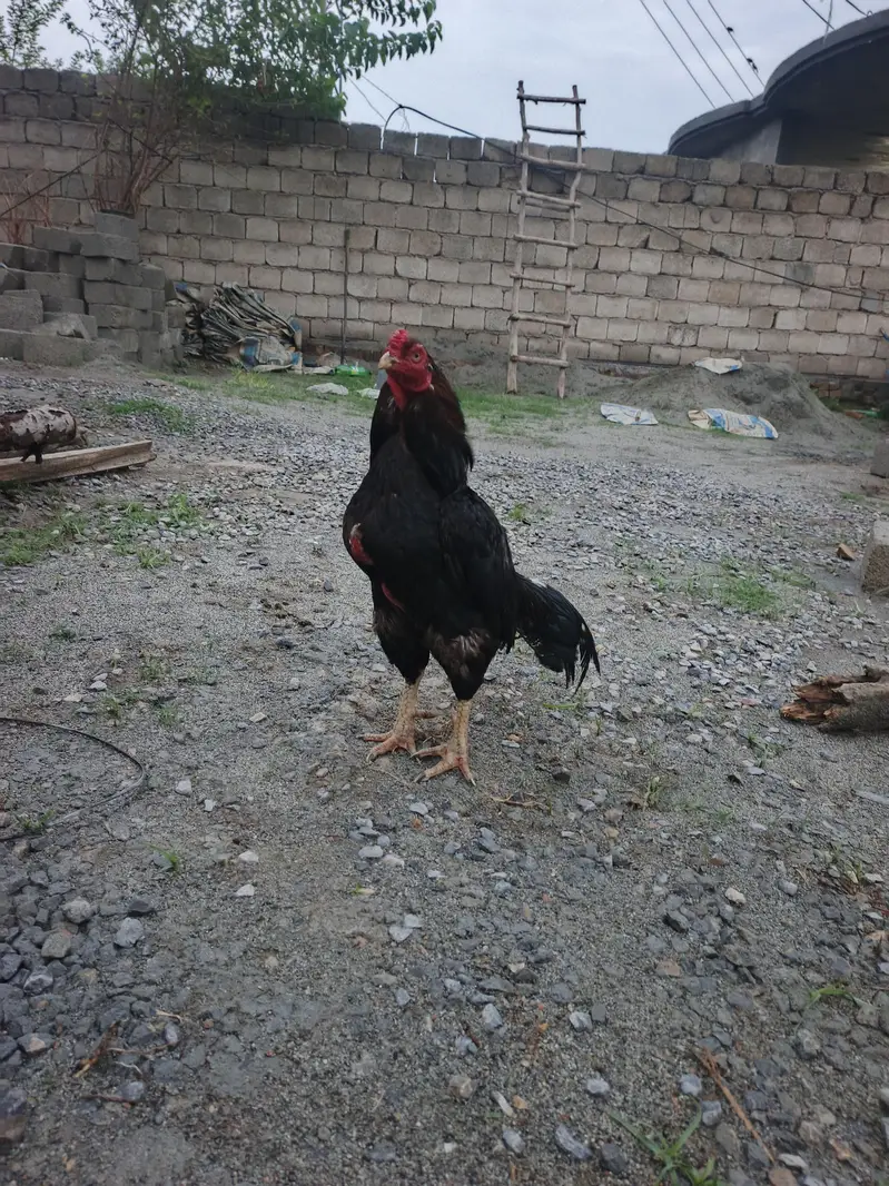 پیور اسیل فل تیار مرغا صرف شوقین حضرات ہی رابطہ کریں — photo 3