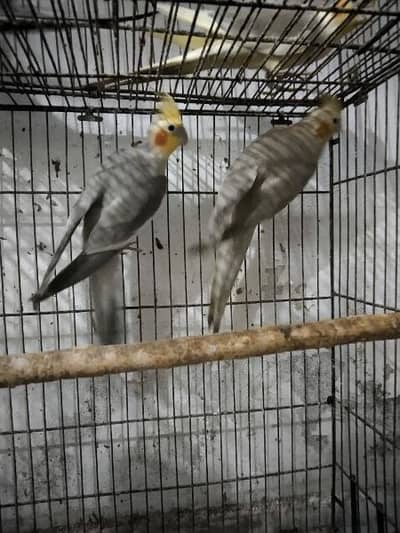 cocktail breeder setup for sale