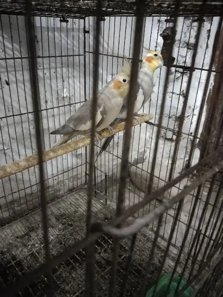 cocktail breeder setup for sale — photo 2