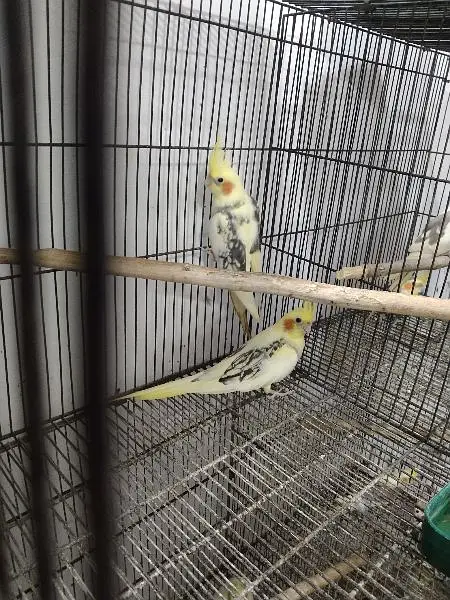 cocktail breeder setup for sale — photo 3