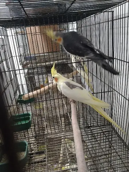 cocktail breeder setup for sale — photo 4