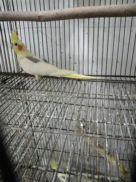 cocktail breeder setup for sale — photo 5