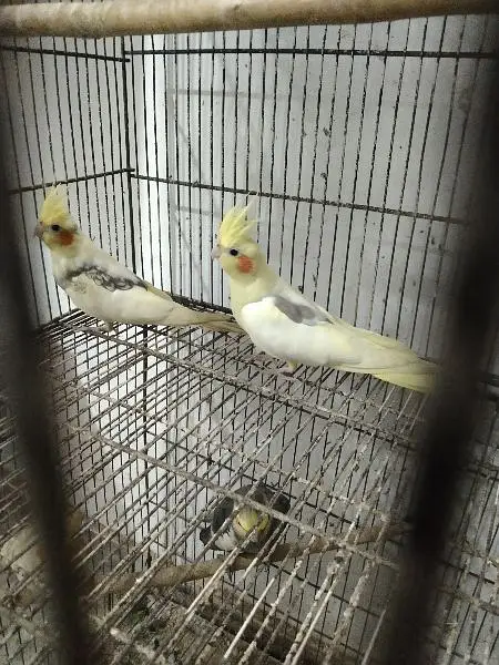 cocktail breeder setup for sale — photo 7