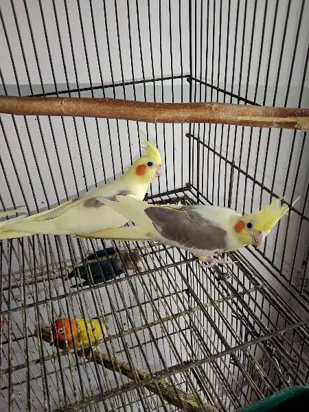 cocktail breeder setup for sale — photo 9
