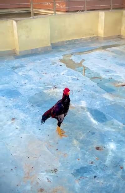 Aseel mianwali for sale and also chicks for sale