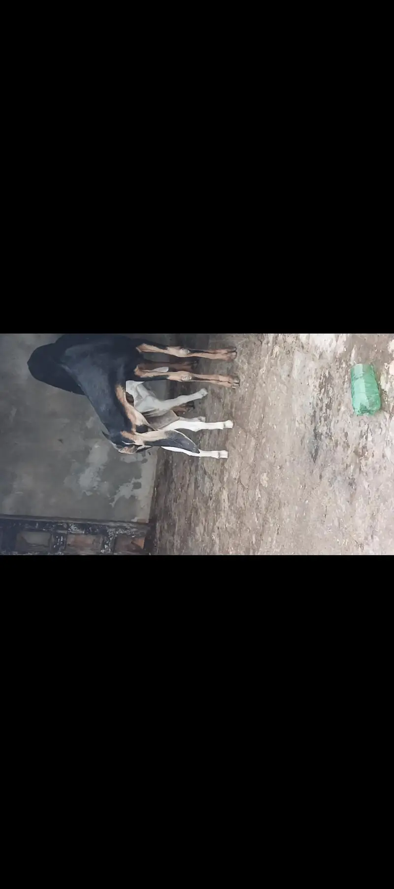 nasli baqri hai r sath beya b hai wo rabta kary urgent sale krni hai — photo 11