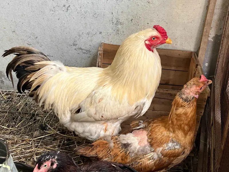 White Aseel Buff Well Heighted Healthy and Active Breeder Male — photo 2