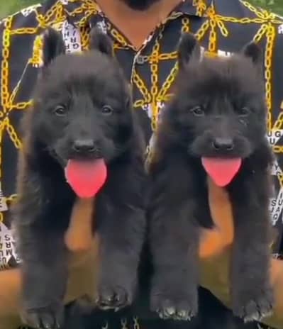 Balck German Shepherd long coat male female for sale available