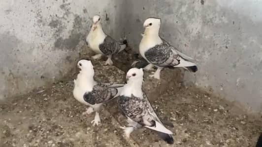 Sentient Pegion For sale