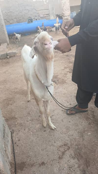 6 dant andu bakra