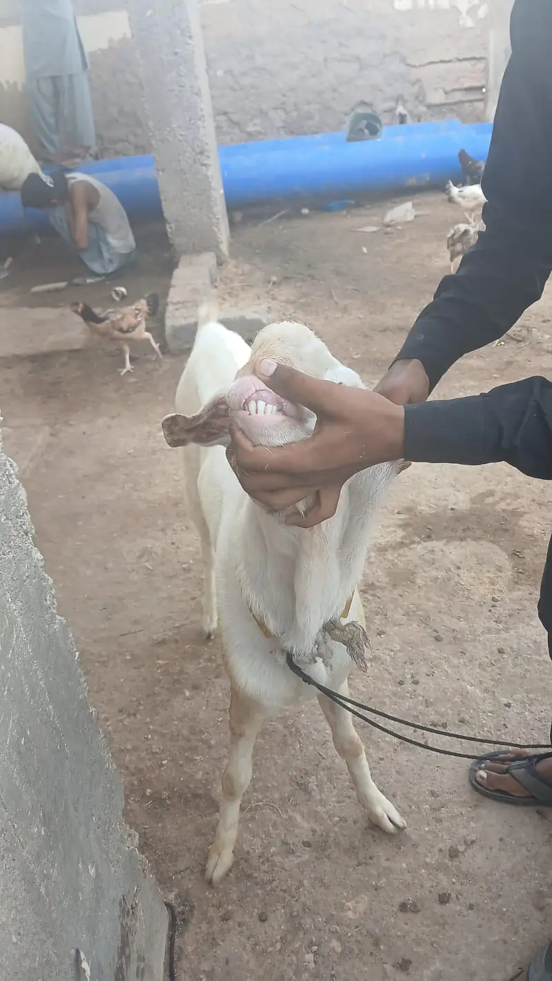 6 dant andu bakra — photo 2