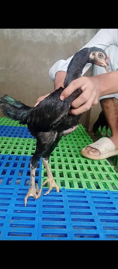Burmi Pakkoy 03193815906
