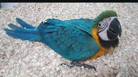 blue Macau parrot cheeks for sale 03707908904 — photo 3