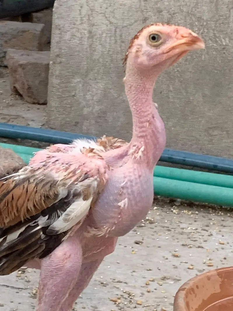 6 Male Pure Mianwali — photo 2