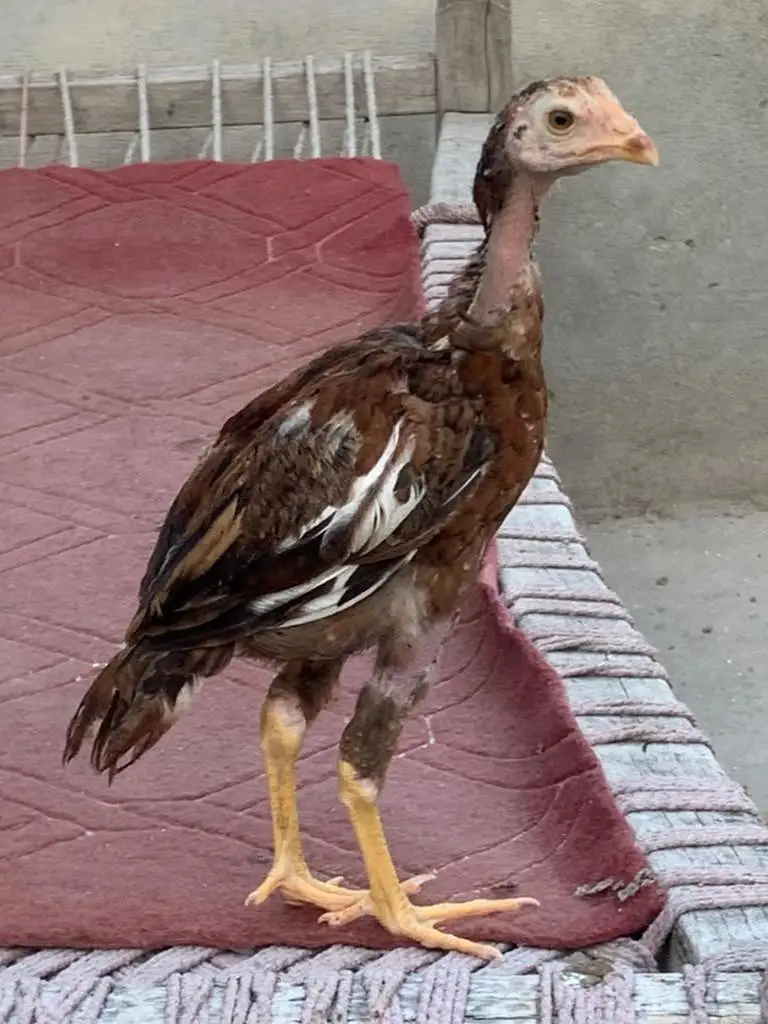 6 Male Pure Mianwali — photo 3
