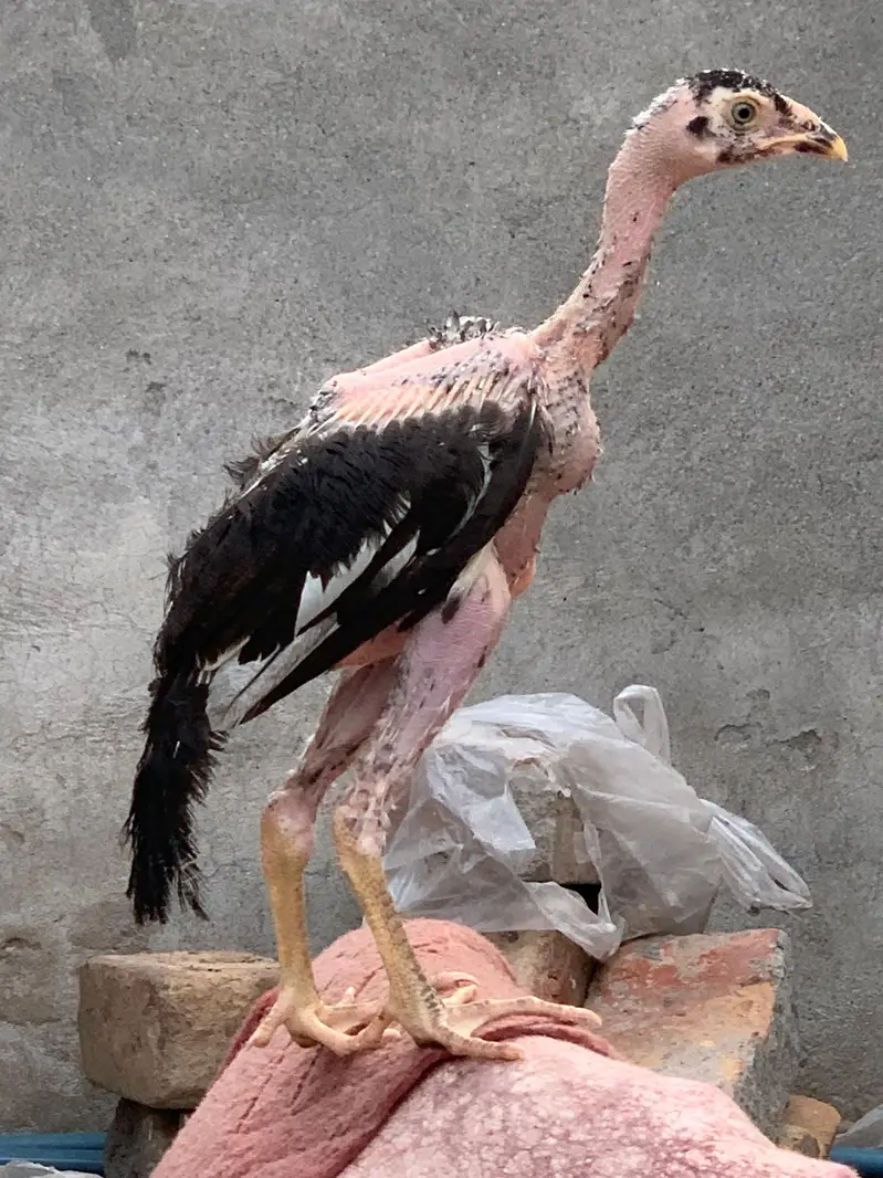 6 Male Pure Mianwali — photo 4