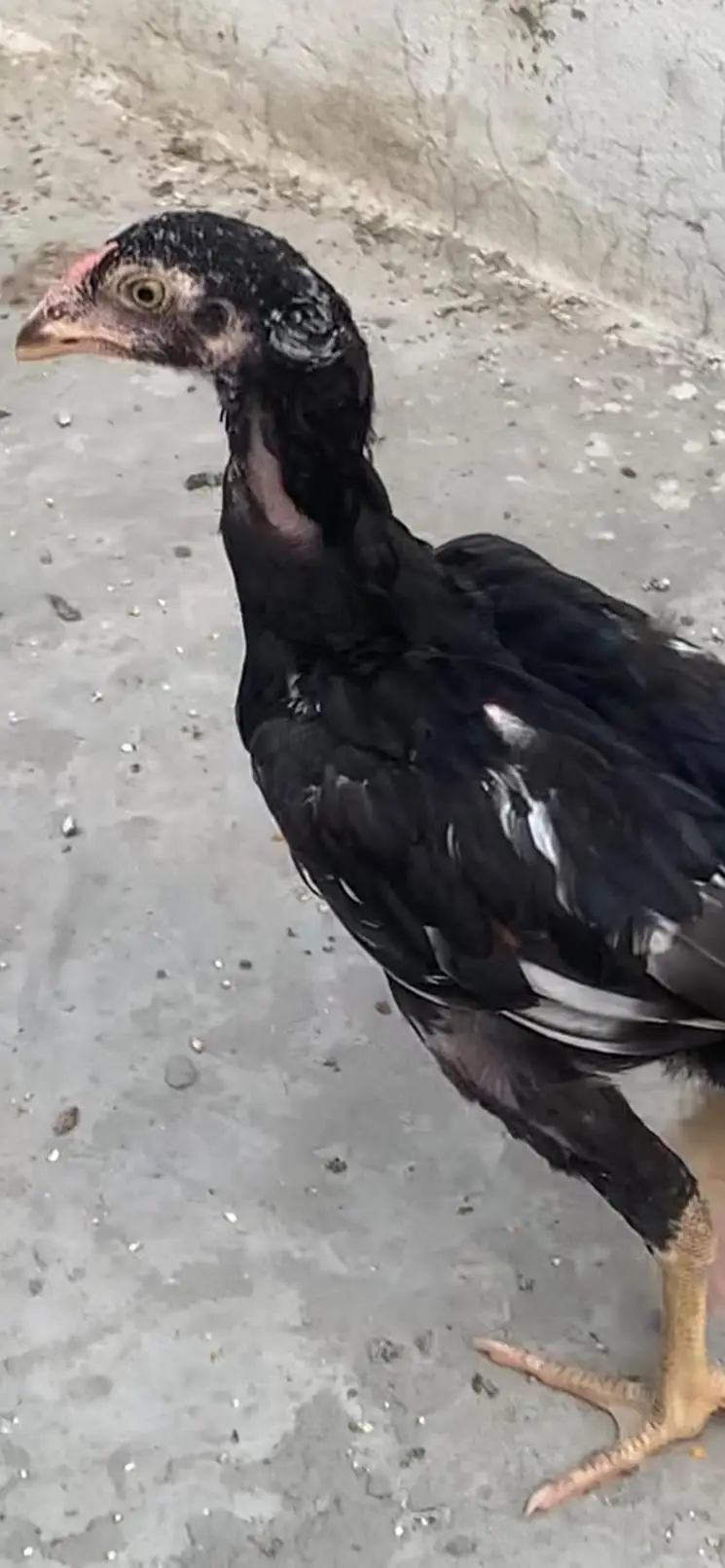 6 Male Pure Mianwali — photo 5