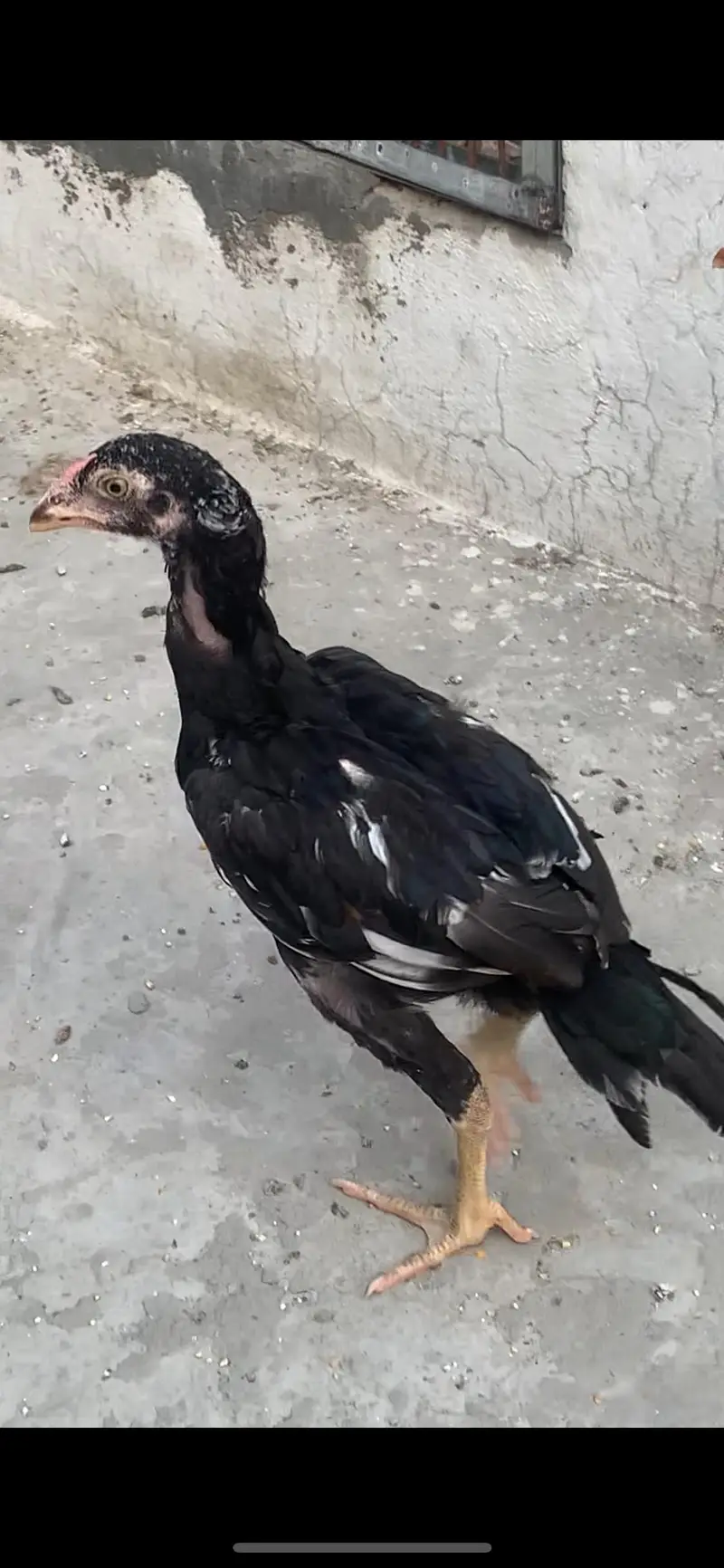 6 Male Pure Mianwali — photo 6