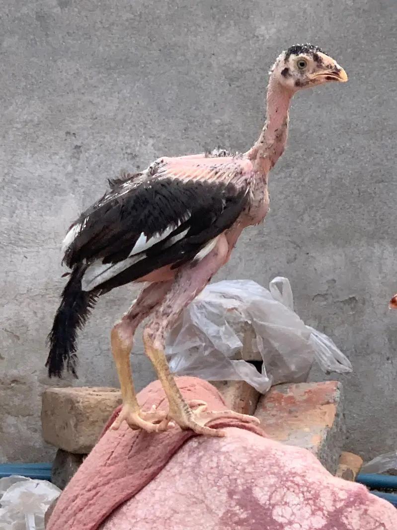 6 Male Pure Mianwali — photo 8