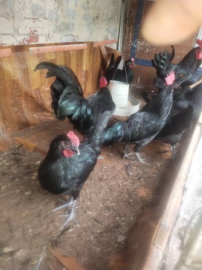 egg laing birds