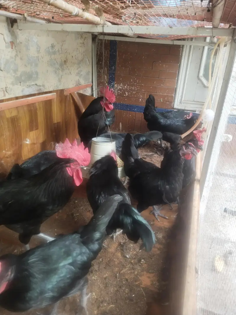 egg laing birds — photo 2