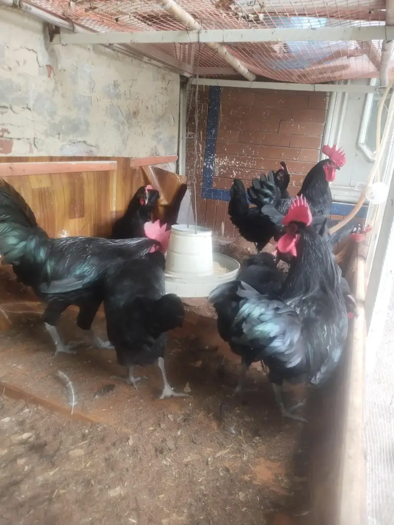 egg laing birds — photo 3
