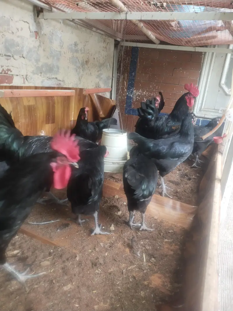 egg laing birds — photo 4