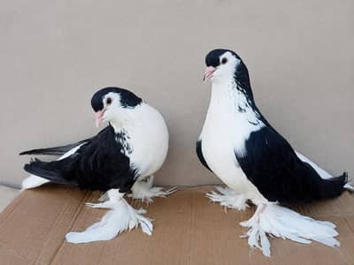 healthy and active big size pair