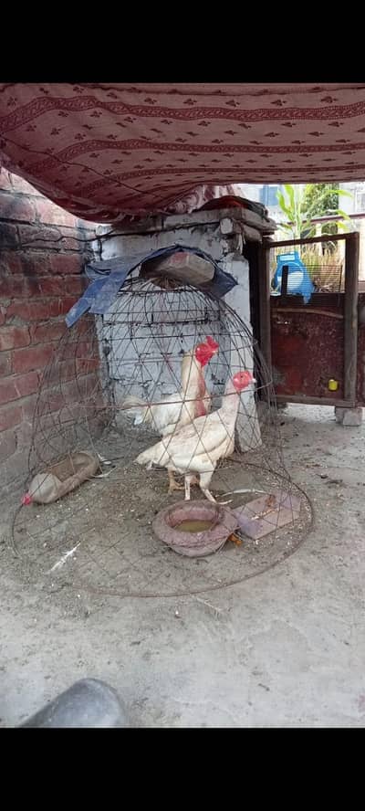 Heera aseel pair