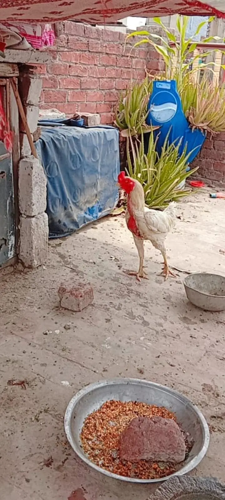 Heera aseel pair — photo 3