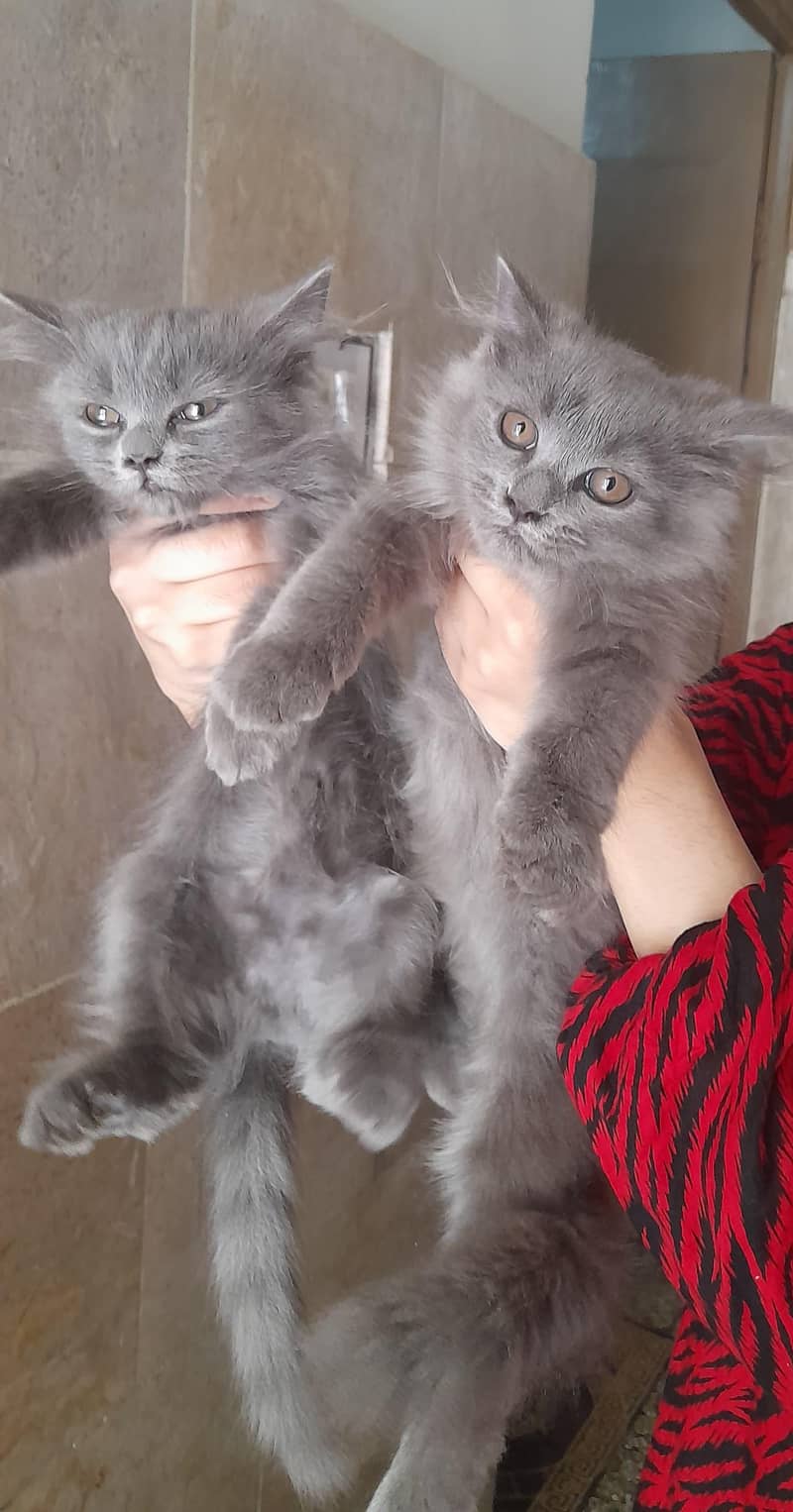 Cat pair 0
