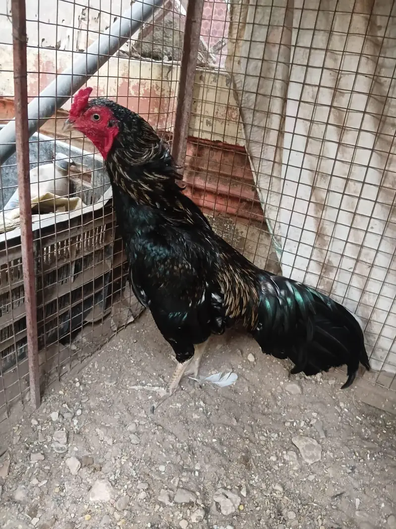 Aseel murgha or mughi — photo 8