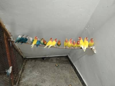 Lovebirds breeder setup available for sale