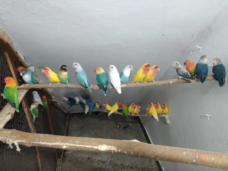 Lovebirds breeder setup available for sale — photo 3