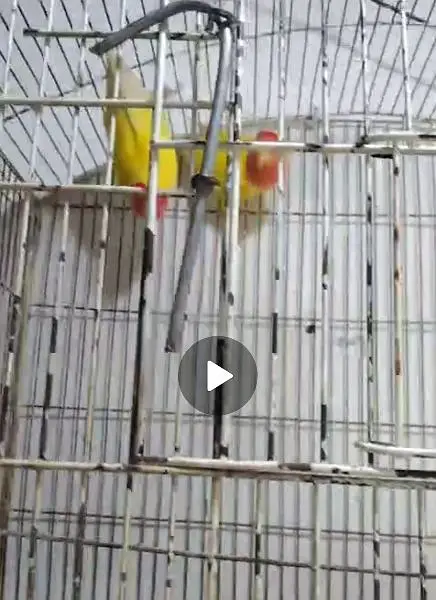 Lovebirds breeder setup available for sale — photo 4