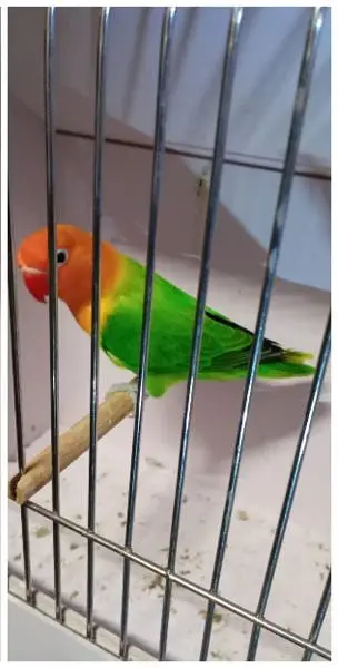 Lovebirds breeder setup available for sale — photo 6