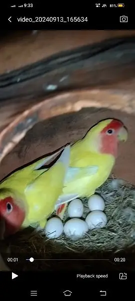 Lovebirds breeder setup available for sale — photo 7