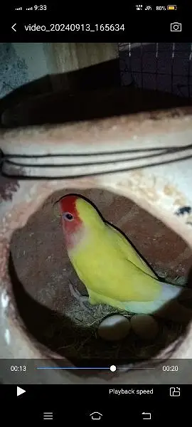 Lovebirds breeder setup available for sale — photo 8