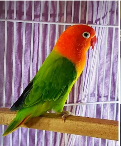 Lovebirds breeder setup available for sale — photo 10