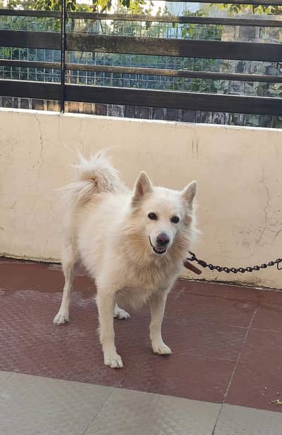 Indian Spitz female dog for sell ll dog for sell