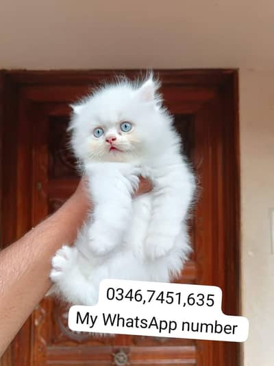 Persian kittens for sale