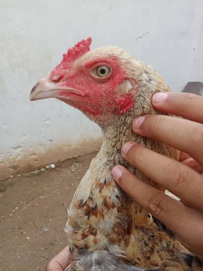 Mianwali Cross Gadra Hen /10 Months / Healthy & Active/ Rawat Islamaba