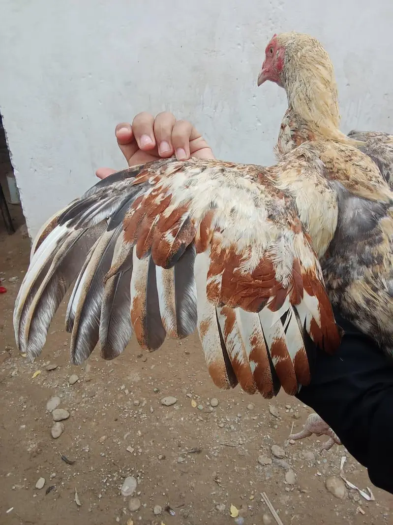 Mianwali Cross Gadra Hen /10 Months / Healthy & Active/ Rawat Islamaba — photo 3